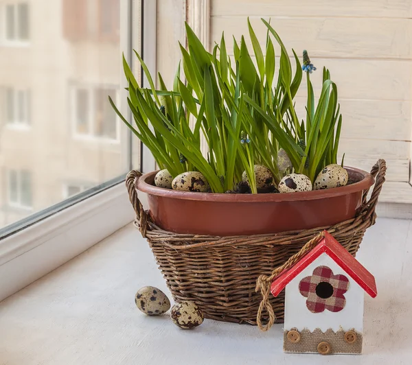 Muscari blu nel carrello — Foto Stock