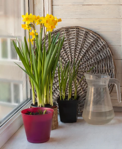 Påskliljor i krukor på fönstret — Stockfoto