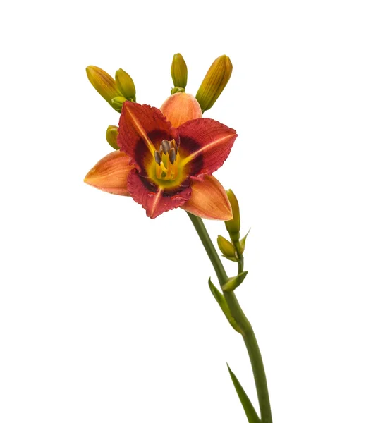 Bicolor miniatura daylily —  Fotos de Stock