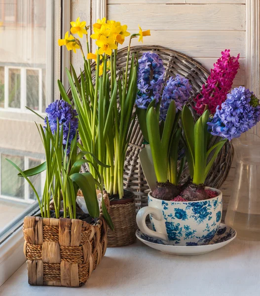 Vårblommor i krukor på fönstret — Stockfoto