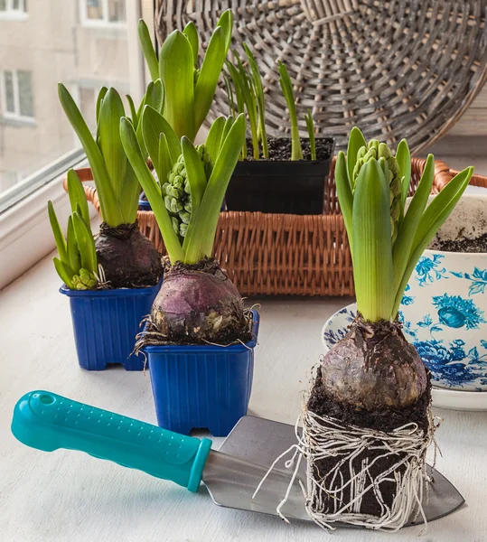 Hyazinthen mit Knospen am Fenster — Stockfoto