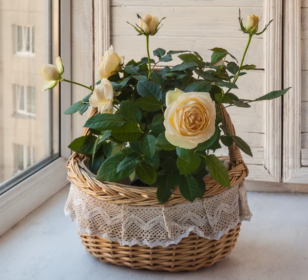 Cream rose in a romantic basket. — Stock Photo, Image