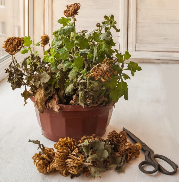 Grandiflorum crisantemo dopo la fioritura — Foto Stock