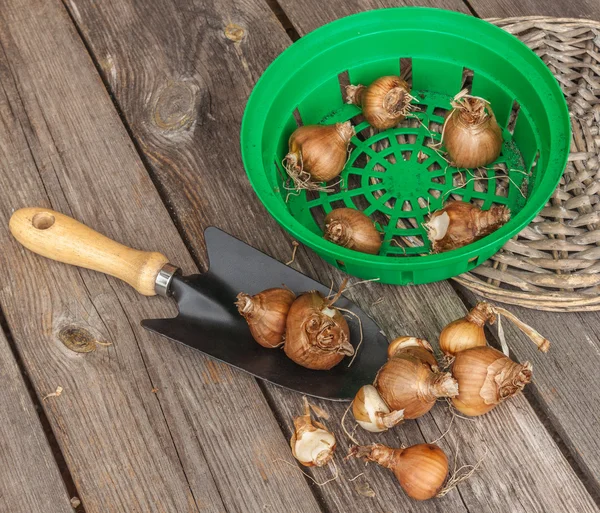 Manden voor opplant bollen — Stockfoto