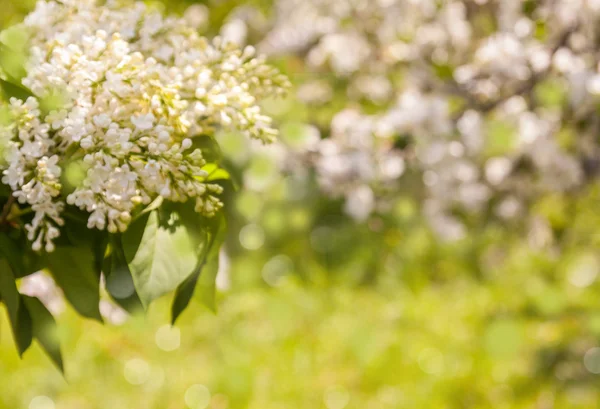 Fondo borroso natural — Foto de Stock