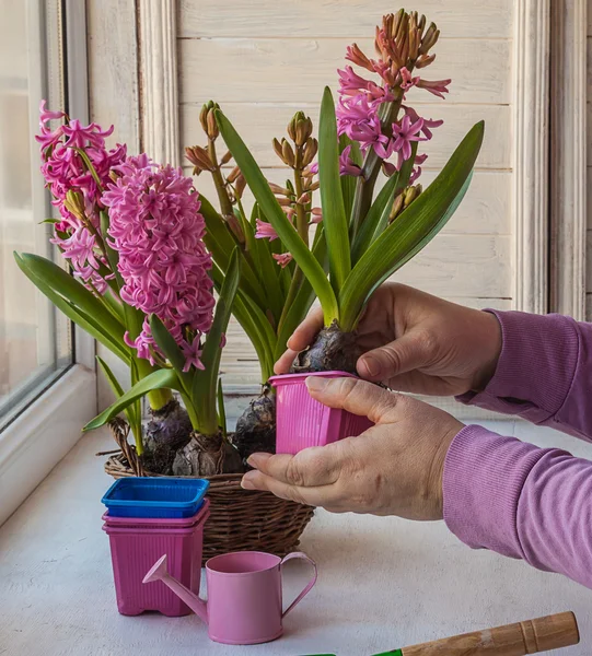 Female hands hyacinth in a pot transplanted — Stock Photo, Image