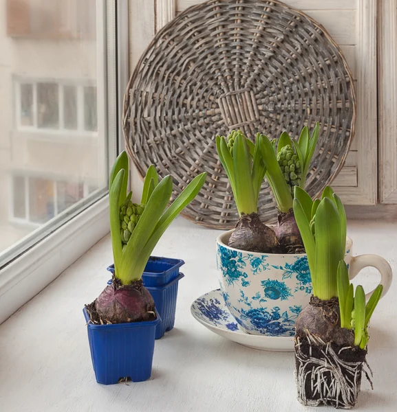 Brotes de jacintos en la ventana —  Fotos de Stock