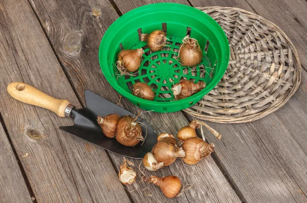 Корзины для посадки луковиц — стоковое фото