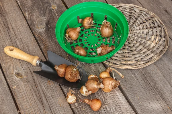 Manden voor opplant bollen — Stockfoto