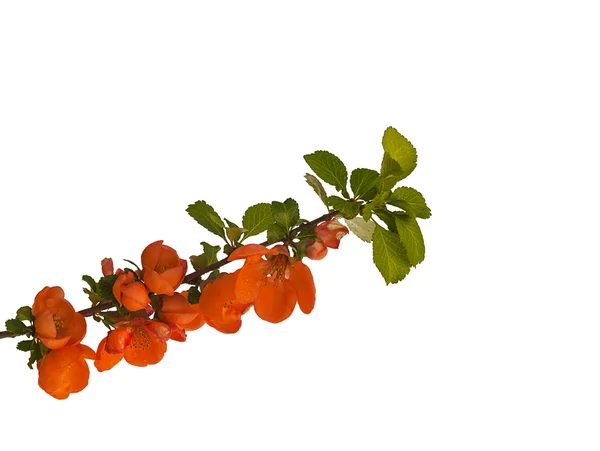 Chaenomeles Japonica branch bloesem geïsoleerd — Stockfoto