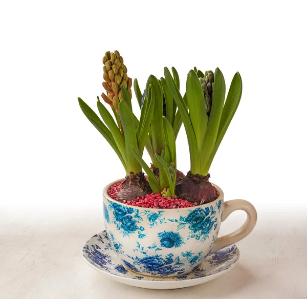Hyacinth in a pot with a vintage pattern — Stock Photo, Image