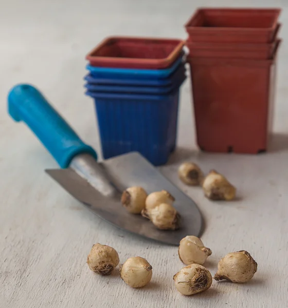 Muscari-Zwiebeln in der Nähe der Schaufel. — Stockfoto