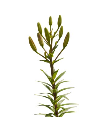 Zambak melez tomurcukları ile şube