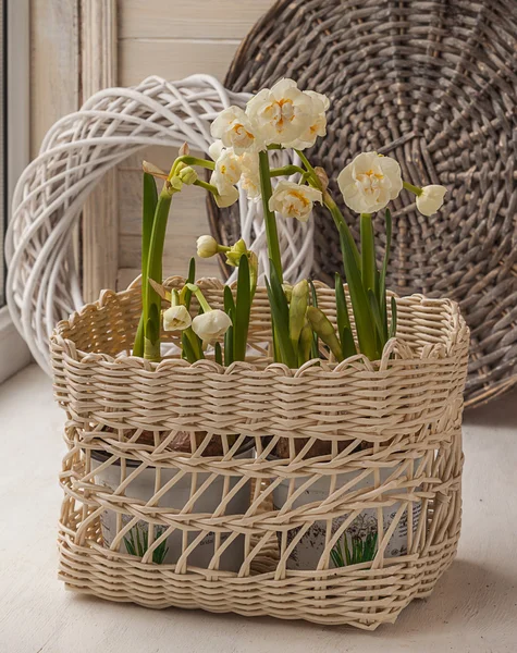 White narcissus in a basket — Stock Photo, Image