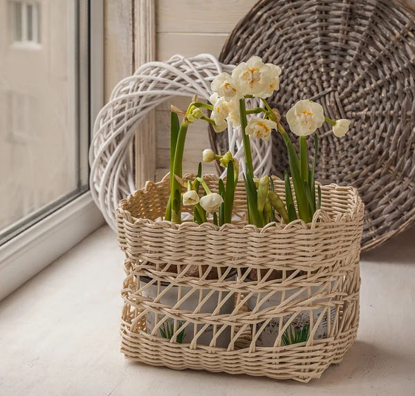 Narciso branco em uma cesta — Fotografia de Stock