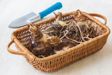 Soğanlı yumrular Hippeastrum (nergis zambağı)