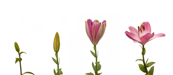 Послідовність квітучих квітів — стокове фото