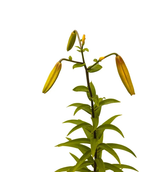The branch of yellow   lilies — Stock Photo, Image