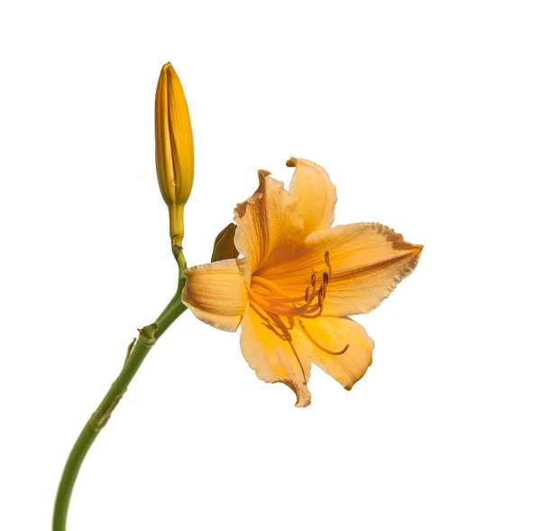 Daylily miniatura giallo-arancio — Foto Stock