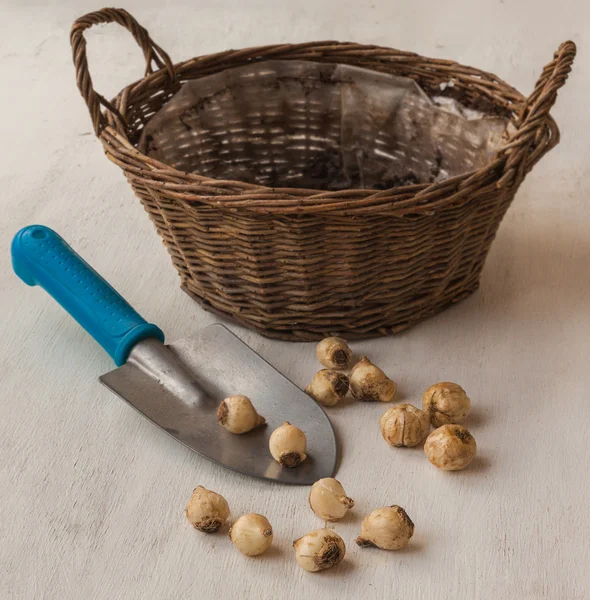 Die Zwiebeln auf einer Schaufel und Korb — Stockfoto