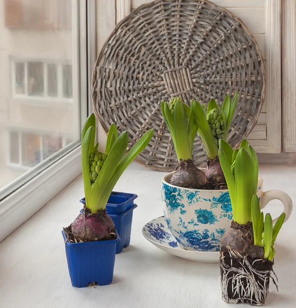 Spruiten hyacinten in het venster — Stockfoto