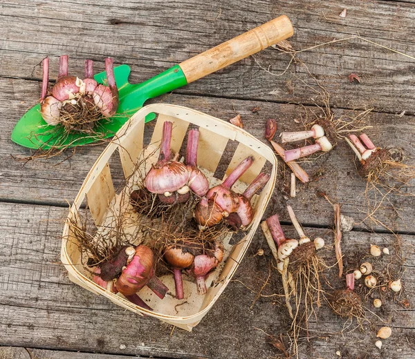 Pronto para plantar bulbos de gladíolo — Fotografia de Stock