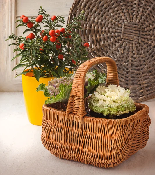 Ornamental cabbage and nightshade (Solanum pseudocapsicum) — Stock Photo, Image