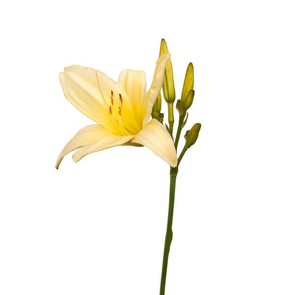 Flower  almost white Daylily (hemerocallis) — Stock Photo, Image