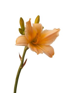 Sarı-turuncu minyatür daylily