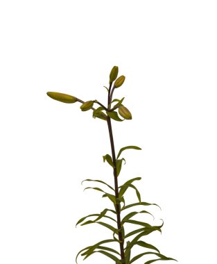 Zambak Asya melez Şubesi