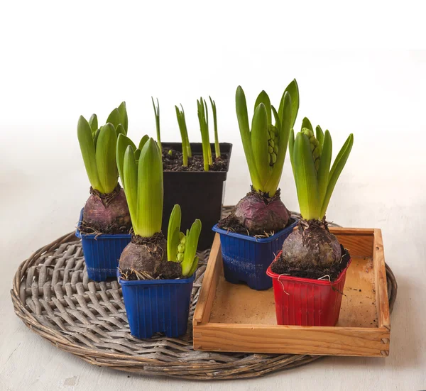 Hyacinths for of accelerated flowering in pots — Stock Photo, Image
