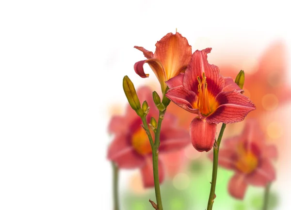 サーモン色 Daylilies — ストック写真