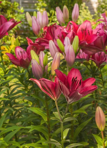 Blomsterrabatt med orientaliska liljor — Stockfoto