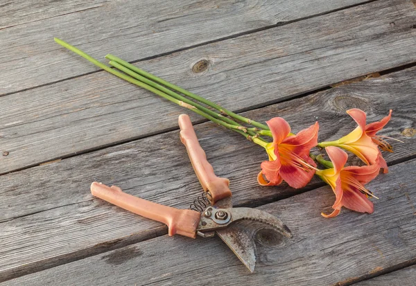 Lachsfarbene Taglilie (Hemerocallis)) — Stockfoto