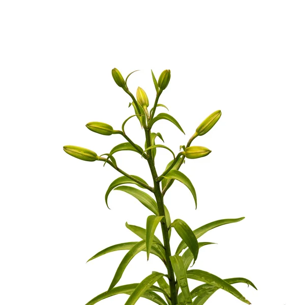 The branch of buds  lilies — Stock Photo, Image