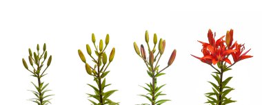 Aşamaları büyüme ve Çiçekli Kırmızı lilyum