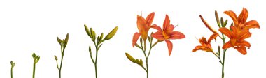 Büyüme ve çiçekli turuncu daylily aşamaları