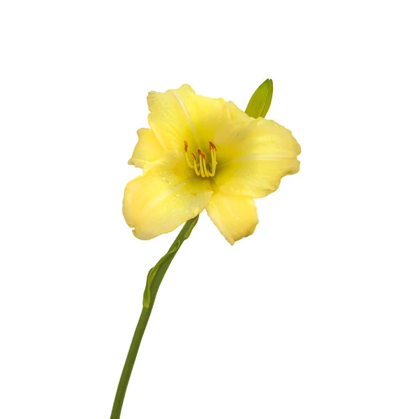 Κίτρινο Daylily (hemerocallis) — Φωτογραφία Αρχείου