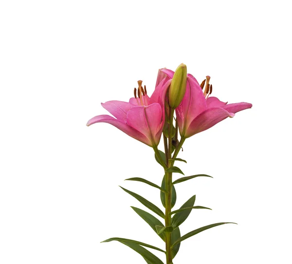 Gałąź różowe Lilie — Zdjęcie stockowe