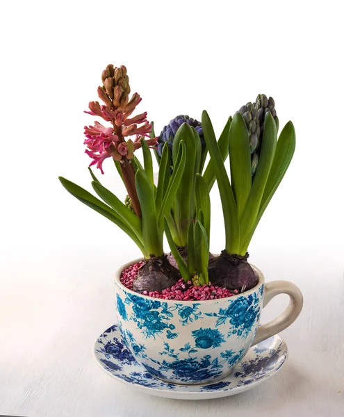 Hyacint i kruka med en vintage mönster — Stockfoto