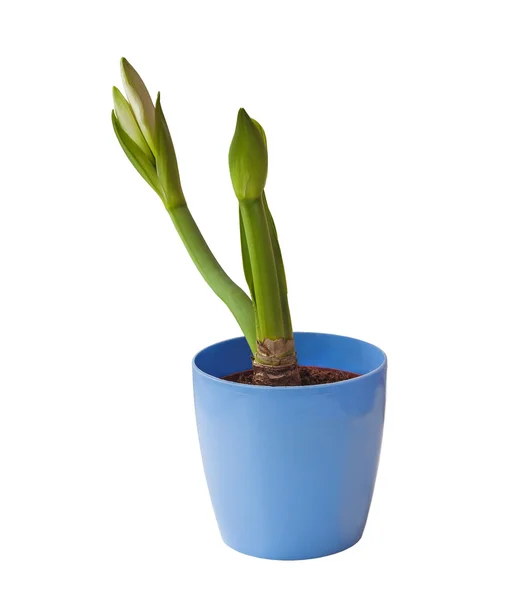 Bud  white Hippeastrum  in a blue pot — Stock Photo, Image