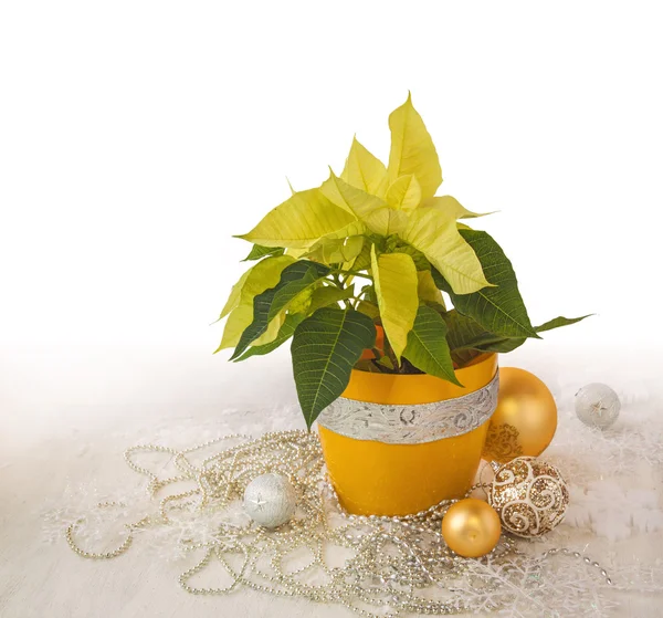 Yellow Poinsettia  (Euphorbia pulcherrima) — Stock Photo, Image