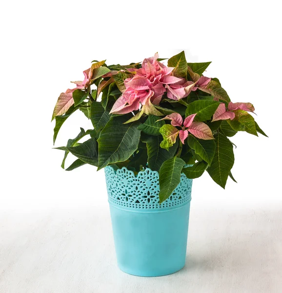 Pink  poinsettia  (Euphorbia pulcherrima) — Stock Photo, Image