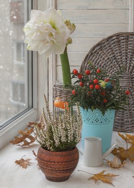 Hippeastrum, itüzümü ve heather bir pencere üzerinde