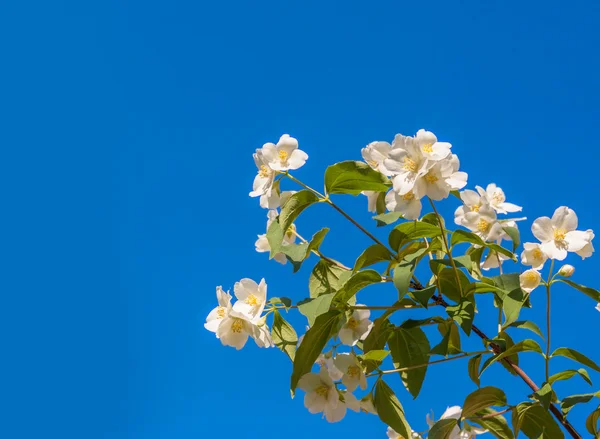 Blooming jasmine in close-up — Stock Photo, Image