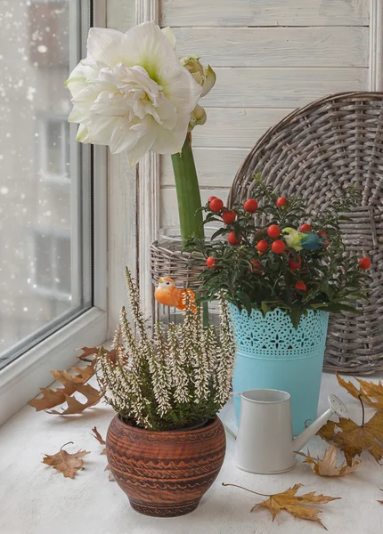 Hippeastrum, belladonna ed erica su una finestra — Foto Stock