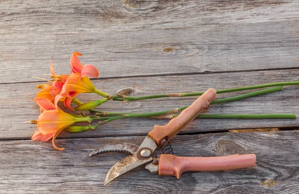 Lachs-farbige Taglilie (Hemerocallis) und Gartenscheren — Stockfoto