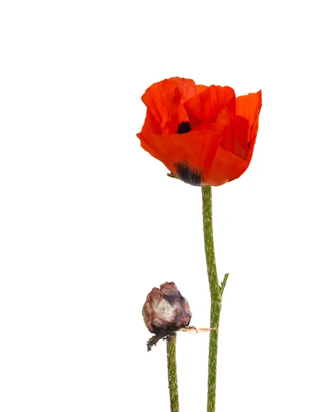 Red papaver orientale — Stock Photo, Image