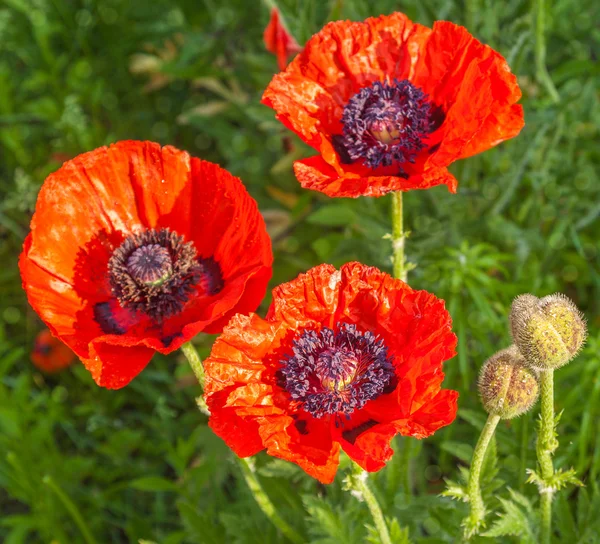 Red Papaver orientale (Oriental poppy) — Stock Photo, Image