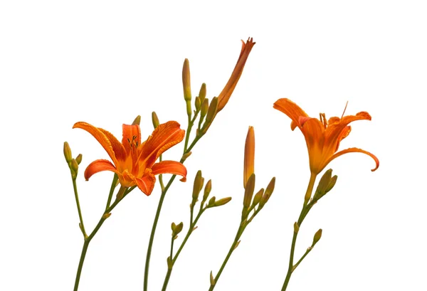 Orange daylily flower — Stock Photo, Image